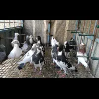 کفتر پلاکی طوقی دمبی شهری