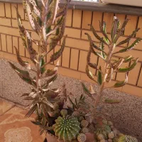 گل طبیعی/ کاکتوس/ کراسولا|گل و گیاه طبیعی|شیراز, آزادگان|دیوار