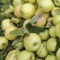 سیب زیر درختی  مخصوص سرکه درست کردن