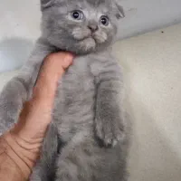 بچه گربه اسکاتیش