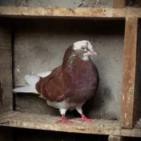 کبوتر شازده نر میزون