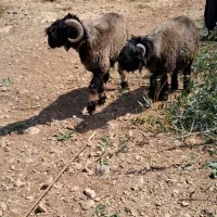 فروش شیشک تخمی|حیوانات مزرعه|رودشت (چهارمحال و بختیاری), |دیوار