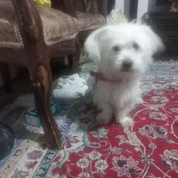 سگ نر|سگ|قوچان, |دیوار