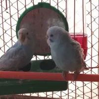 مرغ عشق|پرنده|بم, |دیوار