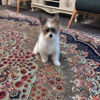 سگ باهوش و شیطون