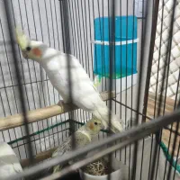 دو عدد لوتینو  گلباقالی