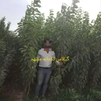 نهال گیلاس|گل و گیاه طبیعی|مشهد, کلاته برفی|دیوار