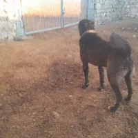 سگ گوسفندی اوستا