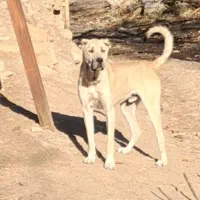 واگذاری سگ سرابی ۲۰ ماهه قد ۸۰|سگ|اردبیل, |دیوار