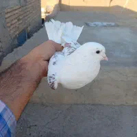 کفتر تزمینی|پرنده|گیلوان, |دیوار