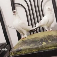 دم سرخ ساتن فری