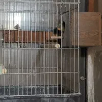 طوطی برزیلی|پرنده|قیدار, |دیوار