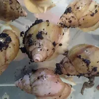 فروش حلزون بزرگ