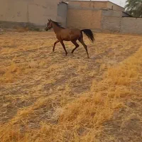 اسب