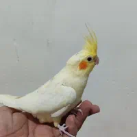 عروس هلندی