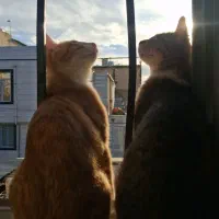 واگذاری گربه