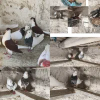 کفتر طوقی و ساده