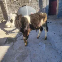 پنج عدد گوساله سیمنتال درجه یک|حیوانات مزرعه|صحنه, |دیوار