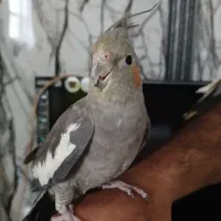 عروس هلندی|پرنده|شاهین‌شهر, فیض|دیوار