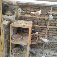 تعدادی کفتر جفت و تک