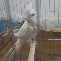 عروس هلندی|پرنده|کرمان, |دیوار