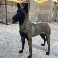 سگ مالینویز ماده