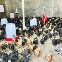 جوجه مرغ و‌خروس محلی واکسن خورده