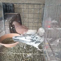 کبوتر، سرور ،دوکت و شازده