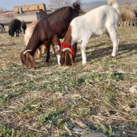فروش بز با بزغاله نژدی