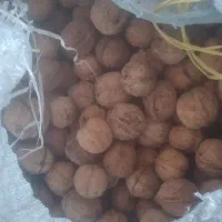 گردو درجه یک چنارون