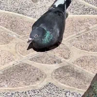 ۶عدد کبوتر|پرنده|محمدیه-قزوین, |دیوار