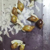 فروش حلزون