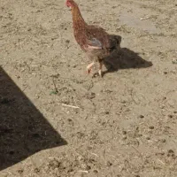 مرغ معاوضه با کبوتر