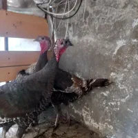 بوقلمون ماده