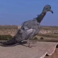 جونه نر گرتی|پرنده|خرم‌آباد, |دیوار