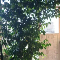 درخت بنجامین|گل و گیاه طبیعی|تهران, سهروردی|دیوار