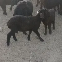 بره نر پای پروار و نر هترو