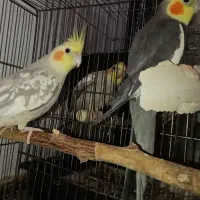 یک جفت عروس هلندی