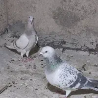 کبوتر سبز لایه