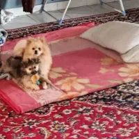 سگ پامر|سگ|لاهیجان, حاجی آباد|دیوار