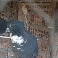 ماده سیاه ریش کلاهی|پرنده|زرند, |دیوار