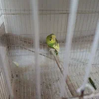 مرغ عشق|پرنده|یزد, |دیوار