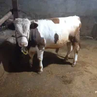 گوساله نر