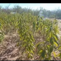 نهال گیلاس تکدانه رو پایه آلبالو بومی|خدمات باغبانی و درختکاری|تسوج, |دیوار