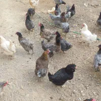 مرغ وخروس|حیوانات مزرعه|لاران, |دیوار