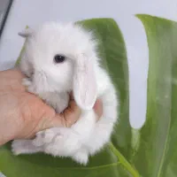 بچه خرگوش مینی لوپ لپ مینیاتوری اموزش دیده