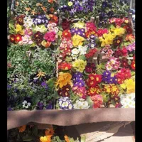 باغبانیوسمپاشی،پردیس،بومهن،رودهن،وحومه|خدمات باغبانی و درختکاری|پردیس, فاز ۴|دیوار