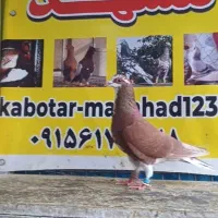 کبوتر  قلدر پرشی پلنگ سرخ نروماده سوسکی