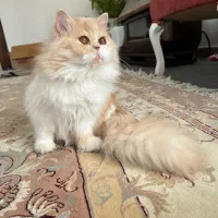 پرشین فلت|گربه|اصفهان, باغ دریاچه|دیوار