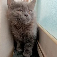 گربه های ناز|گربه|ساری, |دیوار